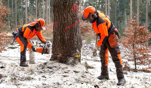 In einem verschneiten Waldstück fällen zwei Forstarbeiter mit der Sicherheitsfälltechnik einen Baum. Einer sägt dabei mit einer Motorsäge in den Stamm, der andere schlägt einen Keil in den entstandenen Spalt.