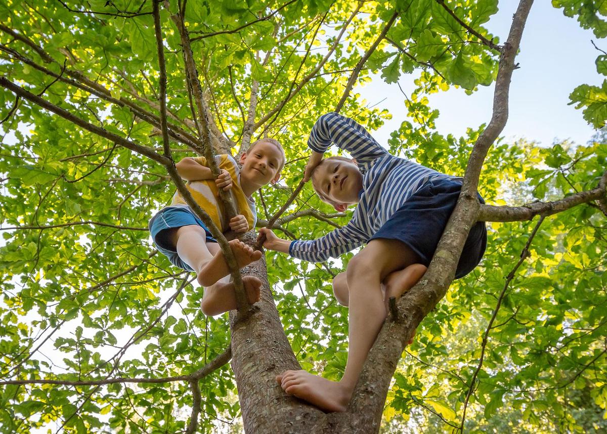 Öffnet eine Lightbox: Zwei Kinder sitzen in den Ästen eines jungen Baumes.