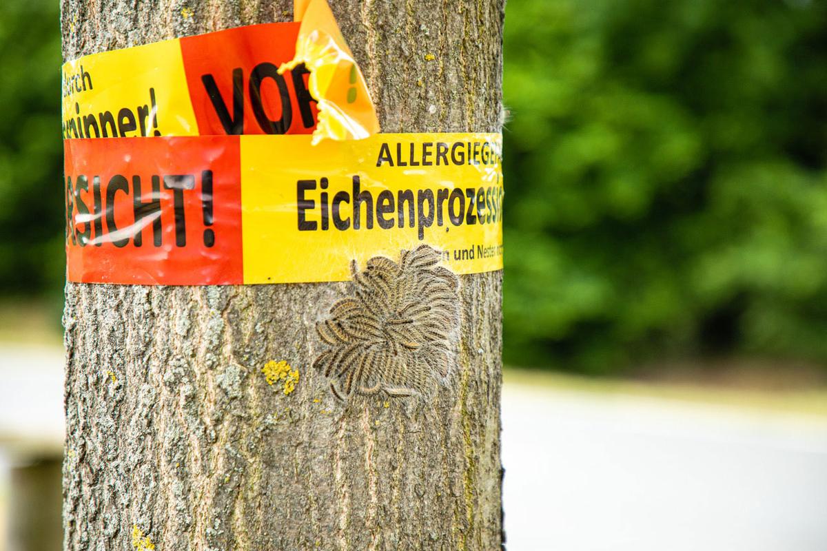 Großansicht: An einem Baum befindet sich ein Warnband, welches auf den Eichenprozessionsspinner hinweist. Unter dem Band sitzt eine Gruppe von Raupen.