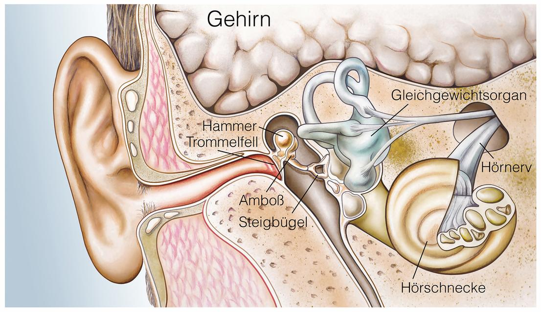 Eine schematische Darstellung erklärt den Aufbau des Gehörgangs. Auf der Grafik sind die Knochen Hammer, Amboß und Steigbügel beschriftet, sowie die weiteren Bestandteil des inneren Ohres, wie der Hörnerv, Hörschnecke und das Gleichgewichtsorgan.