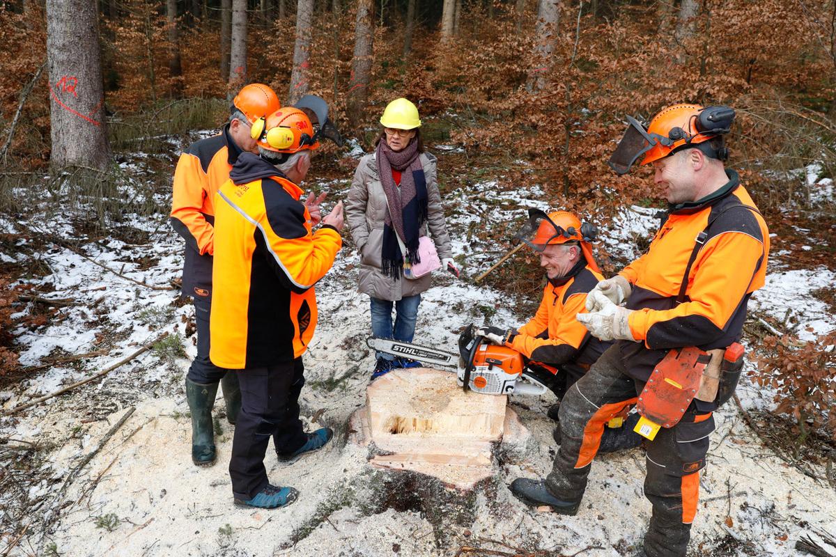 Fünf Forstarbeiter stehen im Kreis um einen mit dem Kastenschnitt gefällten Baumstumpf.