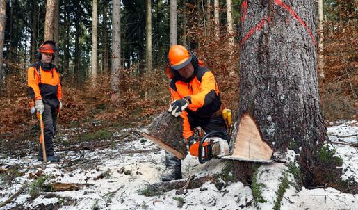 In einem verschneiten Wald bereitet ein Forstarbeiter einen Baum auf die Fällung vor, indem er eine senkrechte Einschnittstelle für den Fallkerb schafft. Ein weiterer Forstarbeiter schaut ihm dabei zu.